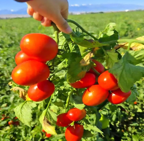 Food Additive Food Grade Additive Tomato Paste Food Grade Additive Tomato Paste